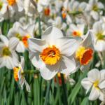 Bulbes à fleurs à planter à l'automne - Narcisse Barrett Browning (x5) - face recto